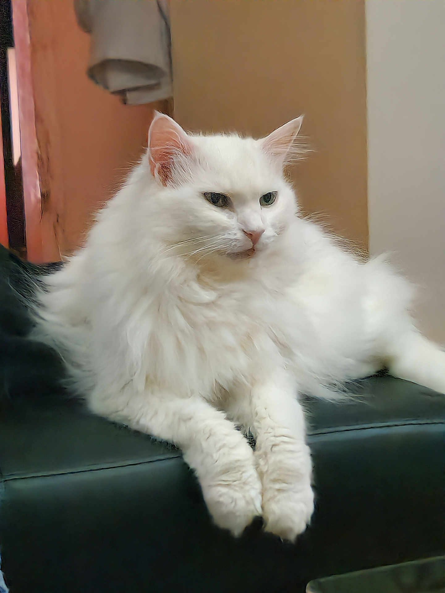 Alba a rejoint le concours — aidez-le/la à gagner de superbes lots ! cat, white_cat, fluffy, long_hair, pet, indoor, feline, animal, relaxed, resting, cute, paw, fur, domestic_cat, mammal, whiskers, ears, face, portrait, sitting