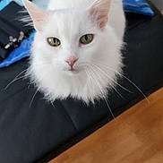 Alba participe au concours pour gagner de l'argent avec cette photo : cat, white_cat, green_eyes, fluffy, pet, indoor, curious, animal, feline, whiskers, close_up, looking_up, black_surface, blue_blanket, domestic_cat, soft_fur, floor, wooden_floor, cute, portrait