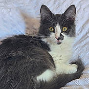 Spycie a rejoint le concours — aidez-le/la à gagner de superbes lots ! bedding, blanket, cat, closeup, curious_gaze, curled_up, ears, feline, gray_and_white, indoor, kitten, long_fur, pet, portrait, soft_lighting, tail, textured_background, tuxedo_pattern, whiskers, yellow_eyes