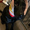 dog, black_dog, indoor, popcorn_container, hat, pet, floor, gate, confused_expression, looking_up, animal, canine, domestic_animal, sitting, household, funny, costume, mischievous, shadow, food_container