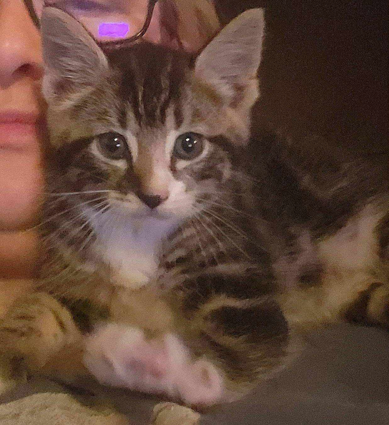 Sparrow joined the competition — help win amazing prizes! carnivore, cat, claw, comfort, domestic_short_haired_cat, ear, felidae, fur, gesture, nail, nose, paw, photo_caption, small_to_medium_sized_cats, snout, tail, whiskers