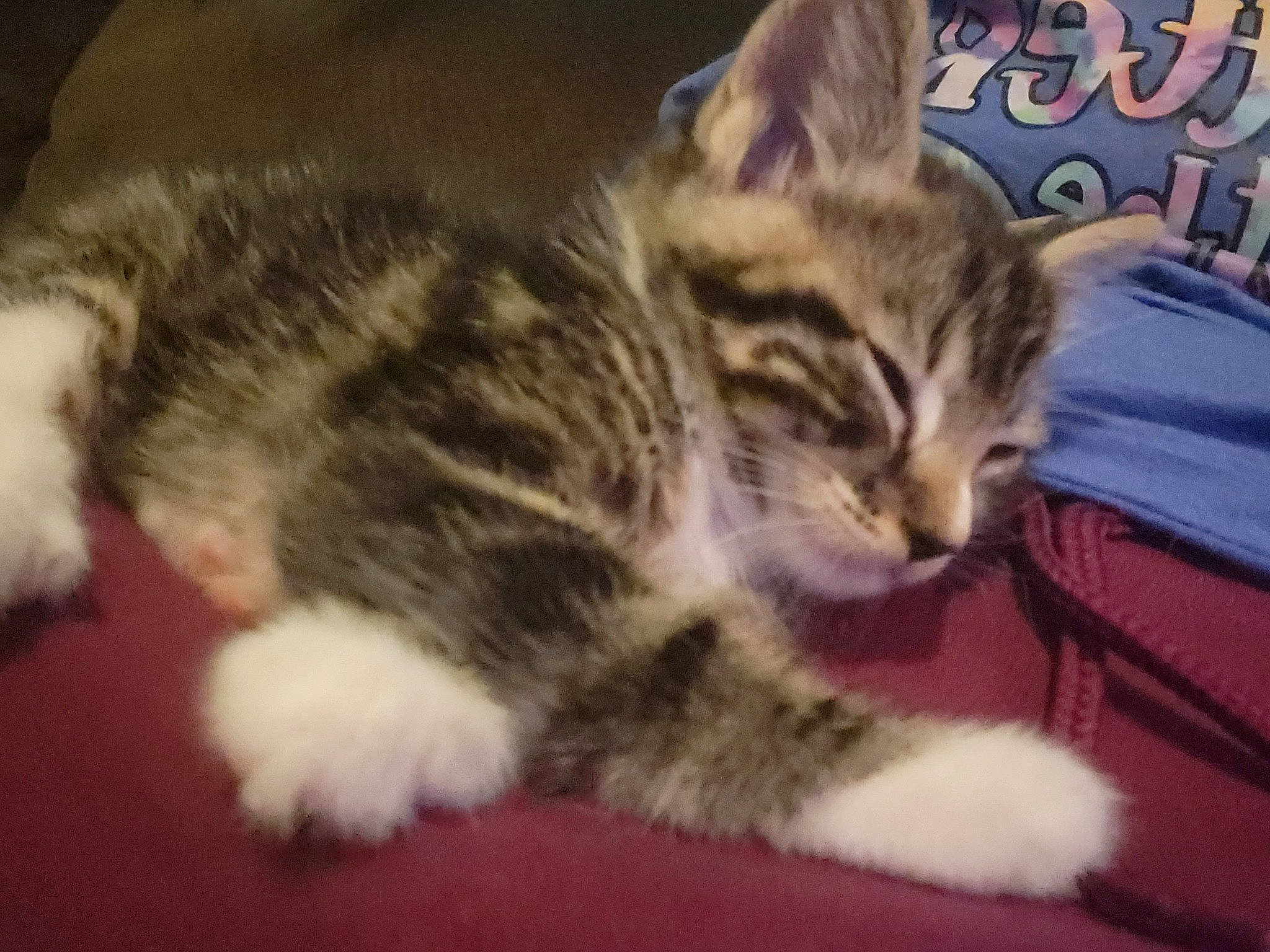 Sparrow joined the competition — help win amazing prizes! carnivore, cat, claw, domestic_short_haired_cat, felidae, fur, paw, small_to_medium_sized_cats, tail, whiskers