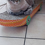 Caline participe au concours pour gagner de l'argent avec cette photo : cat, tabby, pet, animal, feline, sitting, lying_down, portrait, whiskers, ears, eyes, striped_fur, cardboard, scratcher, toy, skateboard, wheels, indoor, tile_floor, furniture