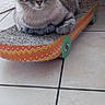 cat, tabby, pet, animal, feline, sitting, lying_down, portrait, whiskers, ears, eyes, striped_fur, cardboard, scratcher, toy, skateboard, wheels, indoor, tile_floor, furniture