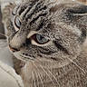 Caline participe au concours pour gagner de l'argent avec cette photo : cat, tabby, close_up, portrait, pet, feline, whiskers, blue_eyes, striped_fur, short_hair, alert, side_profile, face, indoors, cozy, blanket, bed, soft_lighting, animal, cute
