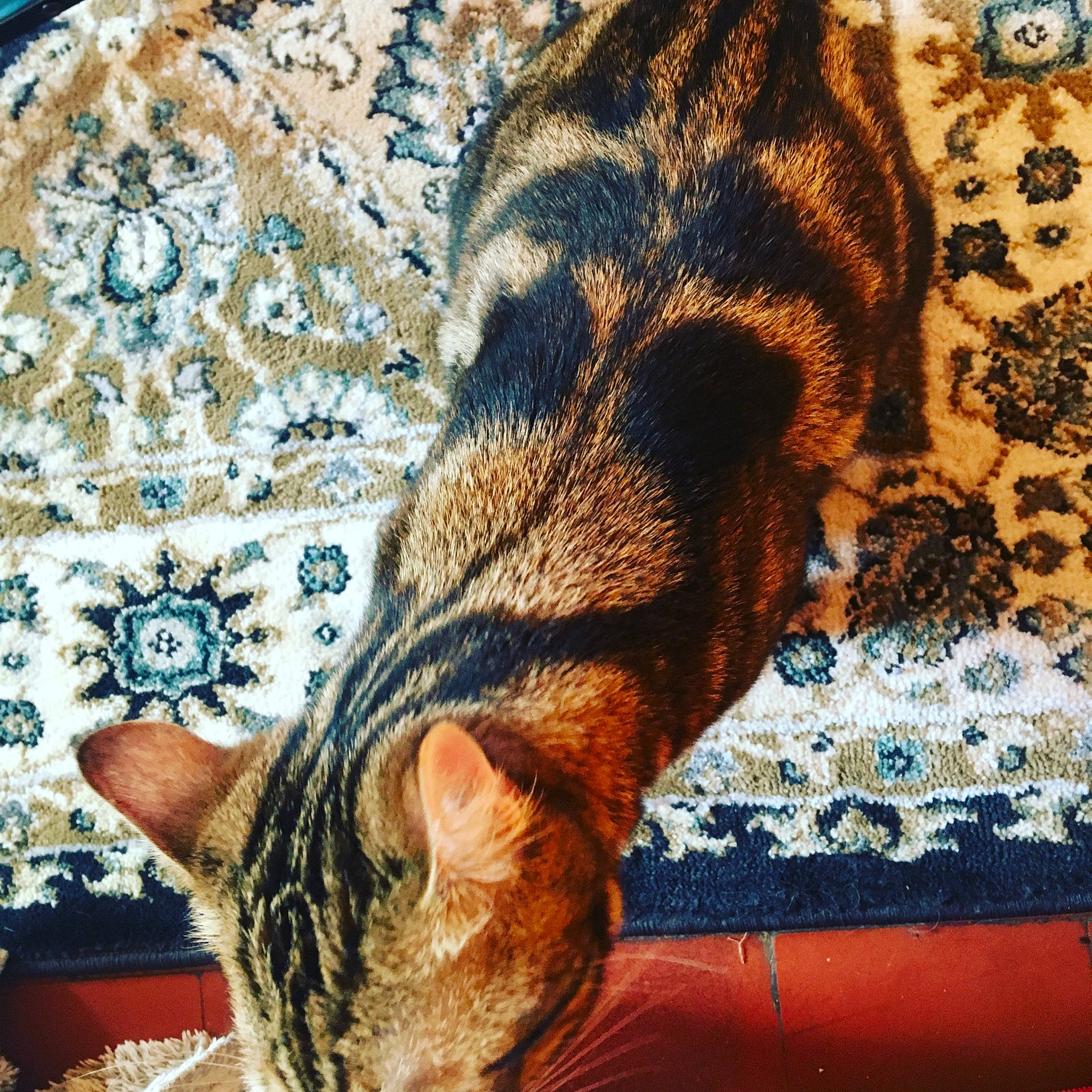 Nem participe au concours pour gagner de l'argent avec cette photo : asian, carnivore, cat, chausie, domestic_short_haired_cat, dragon_li, egyptian_mau, european_shorthair, felidae, fur, kitten, nap, ocicat, sleep, small_to_medium_sized_cats, tabby_cat, tail, textile, whiskers, wild_cat