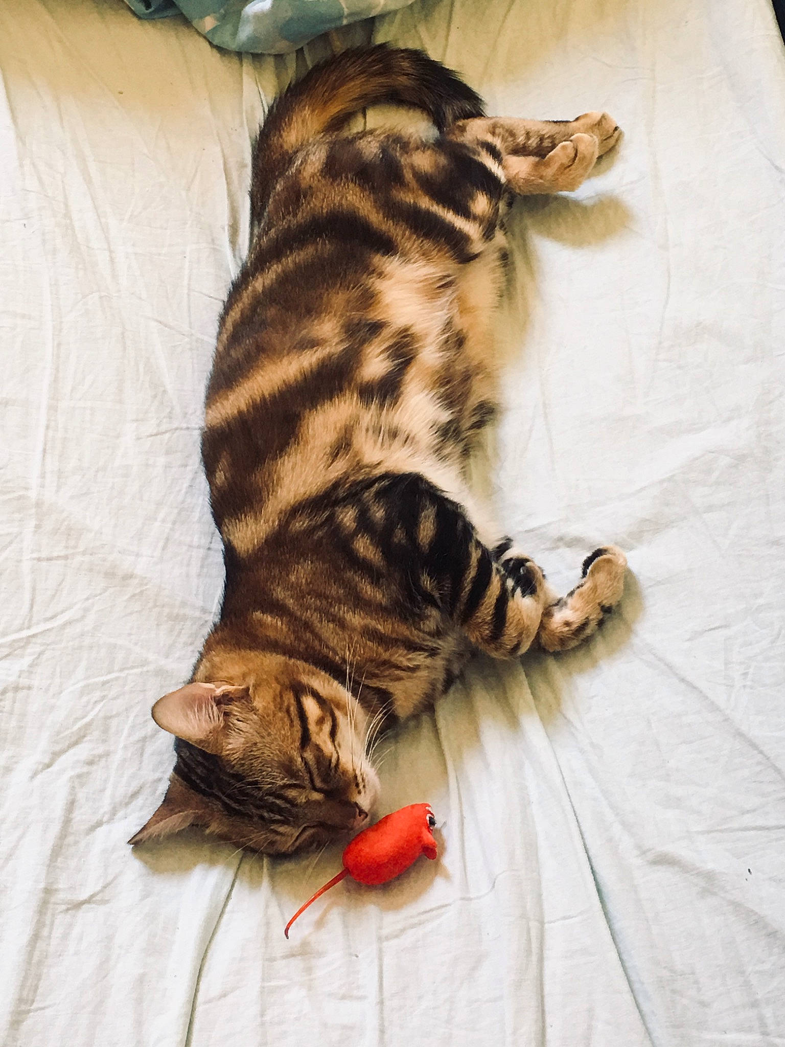 Nem participe au concours pour gagner de l'argent avec cette photo : american_shorthair, asian, bengal, carnivore, cat, domestic_short_haired_cat, dragon_li, european_shorthair, felidae, fur, kitten, mammal, ocicat, sleep, small_to_medium_sized_cats, sokoke, tabby_cat, tail, toyger, whiskers