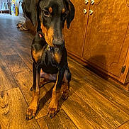Ivy is registered to the contest to win money with this photo: dog, doberman, puppy, indoor, wooden_floor, wooden_cabinets, pet, animal, brown, black, sitting, floor, cabinet_knobs, collar, curious, domestic, young_dog, house, furniture, quiet