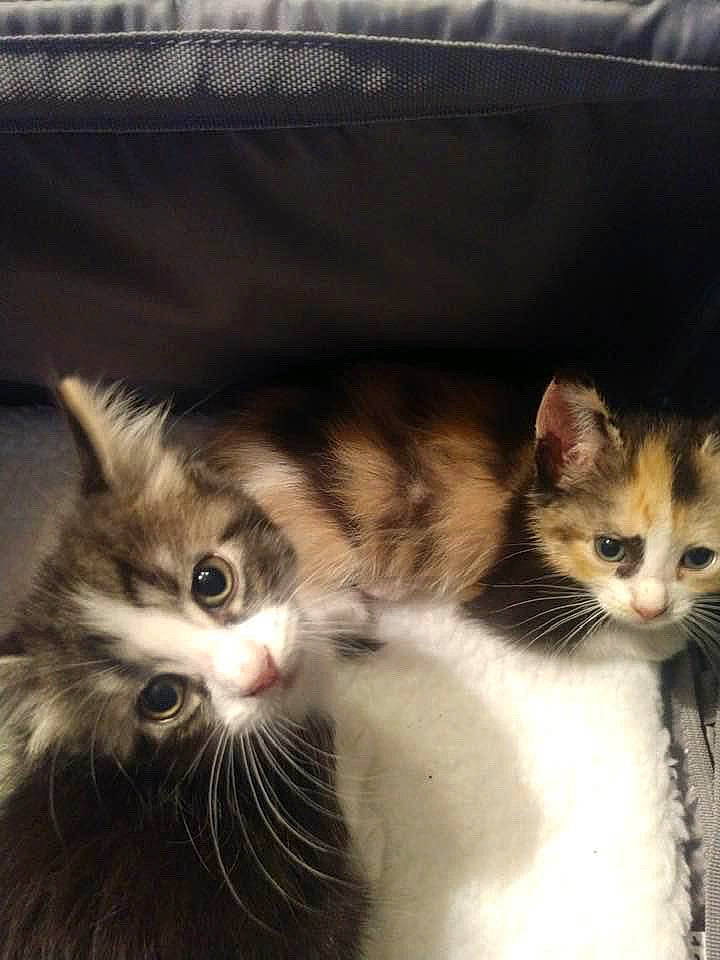 Boe is registered to the contest to win money with this photo: carnivore, cat, claw, domestic_short_haired_cat, felidae, fur, paw, small_to_medium_sized_cats, snout, tail, terrestrial_animal, whiskers, window