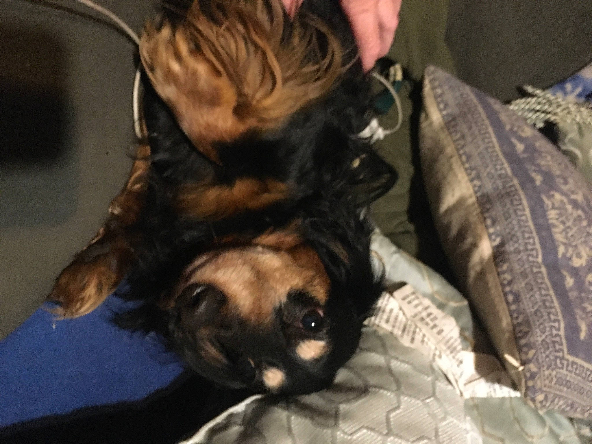 Boe joined the competition — help win amazing prizes! bat, canidae, carnivore, comfort, companion_dog, dog, dog_breed, ear, fawn, felidae, fur, linens, nap, sitting, small_terrier, snout, sporting_group, toy_dog, whiskers, working_animal