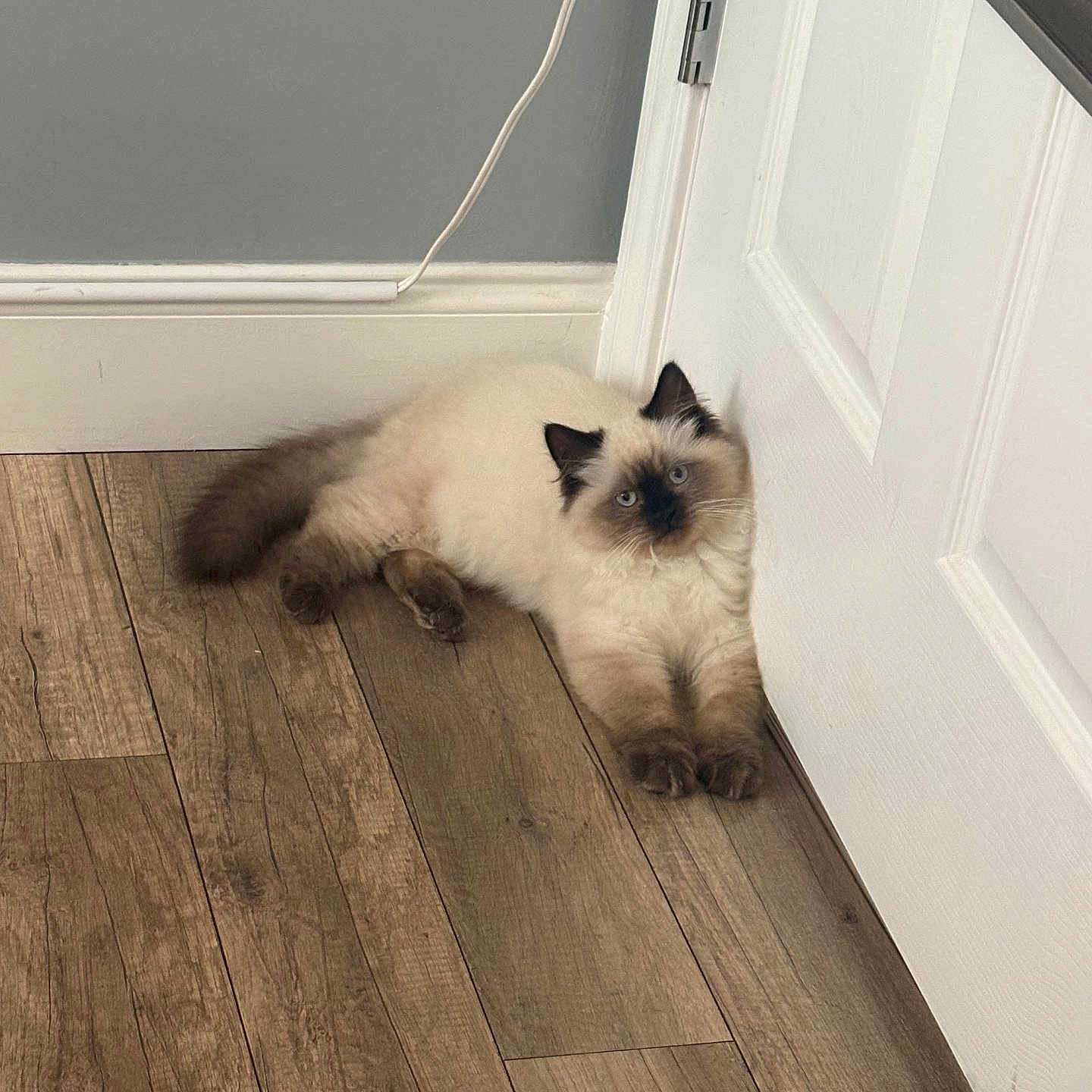 Muffin