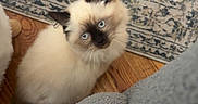 Muffin joined the competition — help win amazing prizes! animal, blue_eyes, cat, cozy, curious, cute, domestic, floor, fluffy, fur, indoor, kitten, looking_up, pattern, pet, rug, siamese, small, wood, young