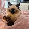 Muffin is registered to the contest to win money with this photo: animal, bedroom, blue_eyes, cat, cozy, cute, domestic, fluffy, furniture, indoor, kitten, paw, pet, pink_blanket, portrait, relaxed, siamese, soft, window, young_cat