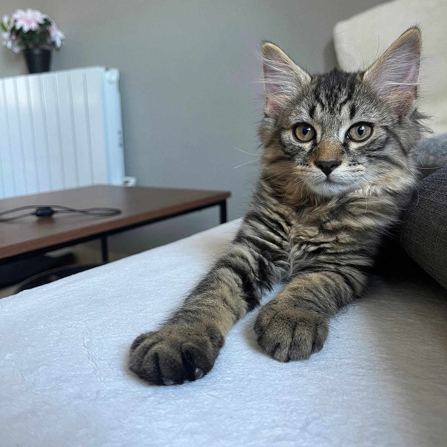 Scare participe au concours pour gagner de l'argent avec cette photo : animal, cat, couch, cozy, curious, feline, flower, fur, gray_wall, home, indoor, kitten, paws, pet, plant, radiator, relaxed, tabby, table, whiskers