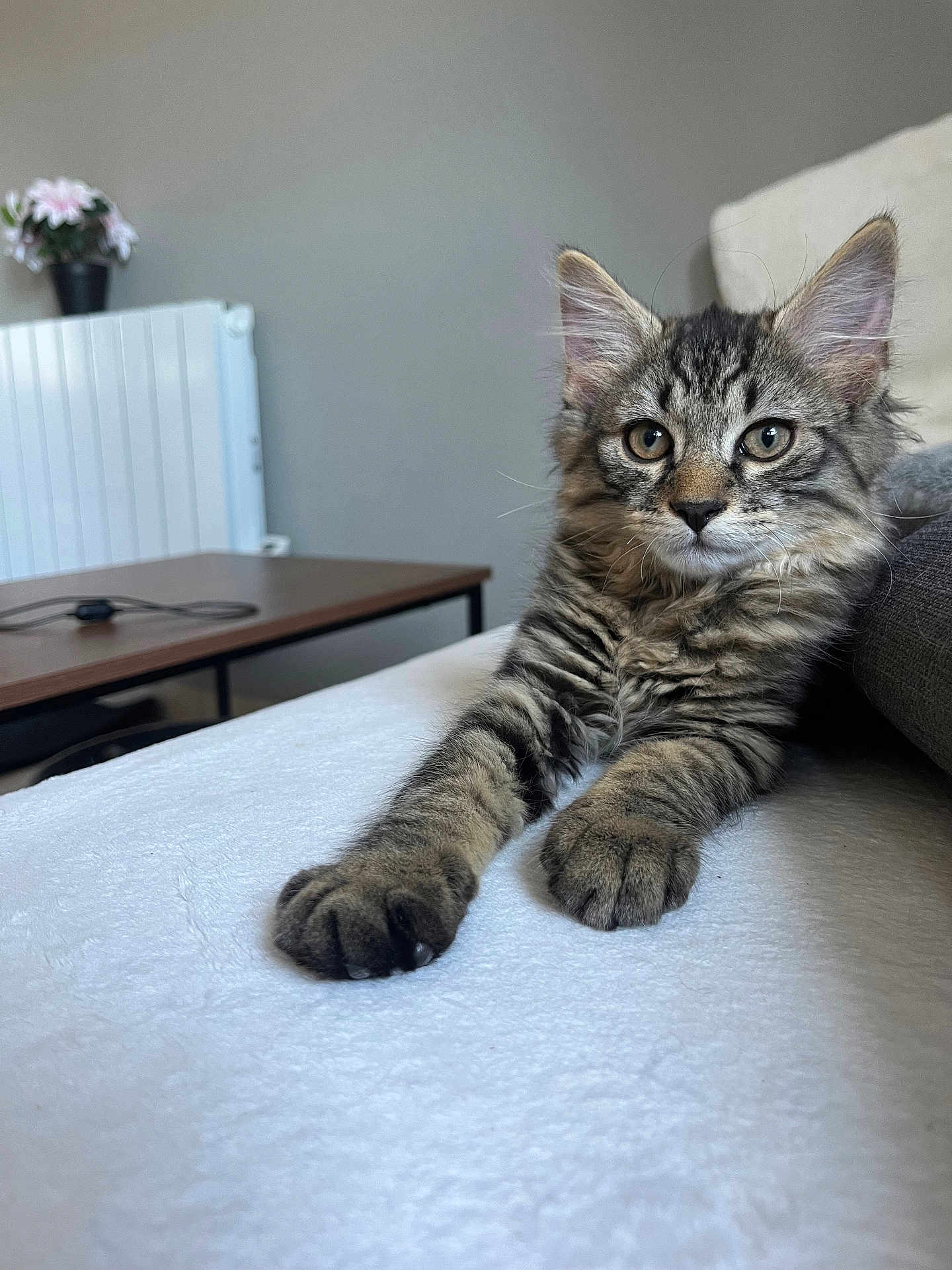 Scare participe au concours pour gagner de l'argent avec cette photo : kitten, cat, tabby, indoor, feline, pet, animal, fur, whiskers, paws, curious, relaxed, home, couch, table, flower, plant, radiator, gray_wall, cozy