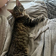 Scare a rejoint le concours — aidez-le/la à gagner de superbes lots ! kitten, tabby, cat, pet, animal, feline, fur, blanket, soft, cozy, indoor, cute, young, resting, curious, texture, shaggy_rug, relaxed, laying, comfort