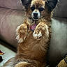 animal, brown_fur, canine, companion, cozy, curious, cute, dog, domestic, ears, fluffy, furry, indoor, leather_couch, lying_down, paws, pet, portrait, relaxed, resting