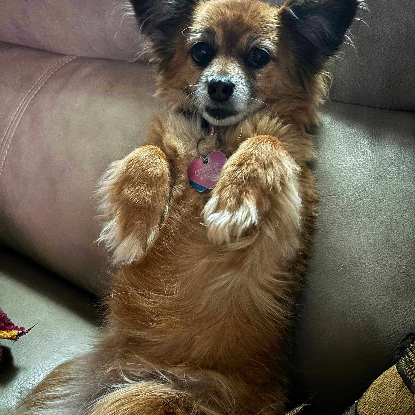 Cheyenne