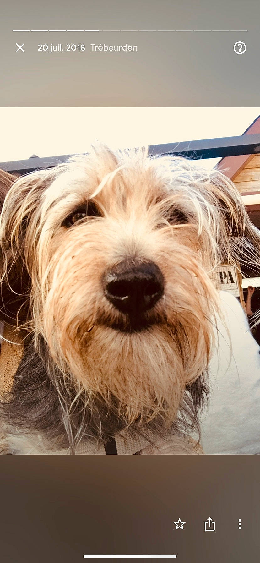 Lola participe au concours pour gagner de l'argent avec cette photo : biewer_terrier, canidae, carnivore, companion_dog, dog, dog_breed, fur, giant_dog_breed, liver, maltepoo, puppy, romanian_mioritic_shepherd_dog, small_terrier, sporting_group, terrestrial_animal, terrier, toy_dog, water_dog, wood, working_animal