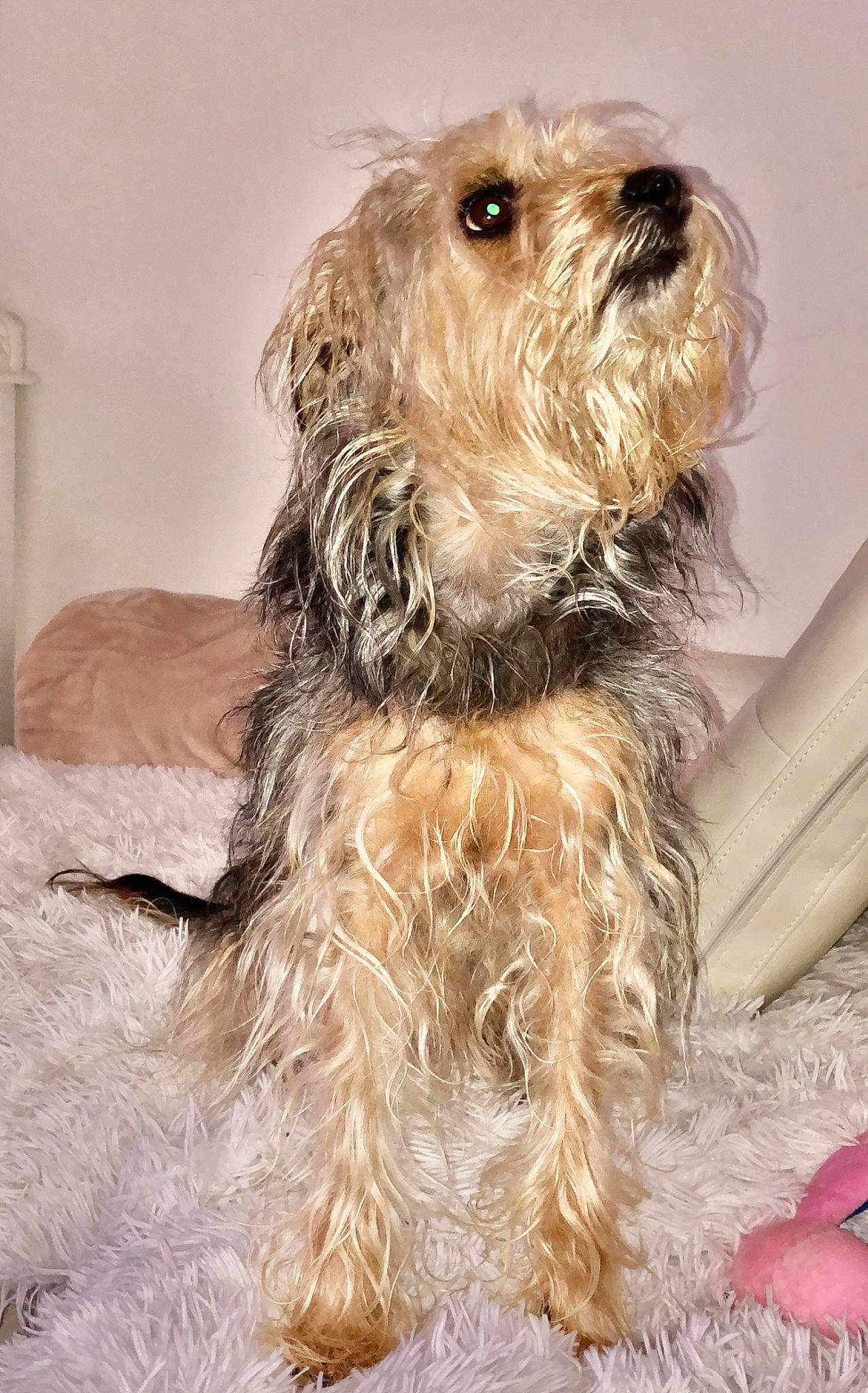 Lola a rejoint le concours — aidez-le/la à gagner de superbes lots ! biewer_terrier, canidae, carnivore, catalan_sheepdog, companion_dog, dog, dog_breed, fur, liver, maltepoo, poodle_crossbreed, puppy_love, sapsali, small_terrier, snout, sporting_group, terrier, toy_dog, working_animal, yorkipoo