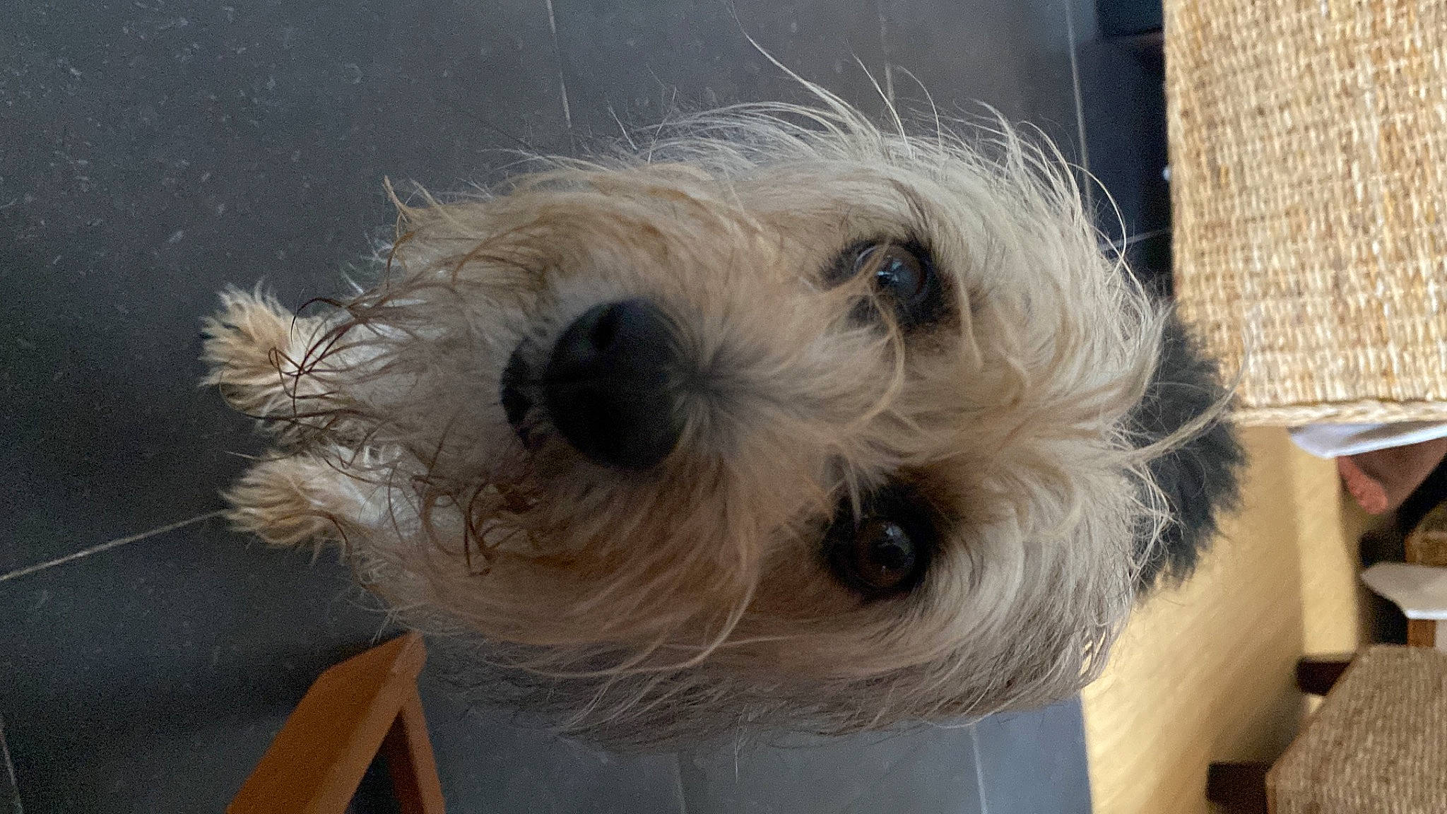 Lola participe au concours pour gagner de l'argent avec cette photo : canidae, carnivore, companion_dog, dog, dog_breed, dog_supply, fawn, fur, maltepoo, non_sporting_group, pet_supply, puppy, schnauzer, small_terrier, snout, sporting_group, terrier, toy_dog, working_animal