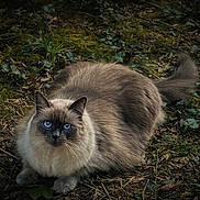 Lyla a rejoint le concours — aidez-le/la à gagner de superbes lots ! cat, fluffy, blue_eyes, long_hair, animal, pet, outdoors, forest, moss, leaves, woodland, ground, crouching, sitting, tail, whiskers, fur, portrait, nature, dramatic_lighting