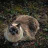 cat, fluffy, blue_eyes, long_hair, animal, pet, outdoors, forest, moss, leaves, woodland, ground, crouching, sitting, tail, whiskers, fur, portrait, nature, dramatic_lighting