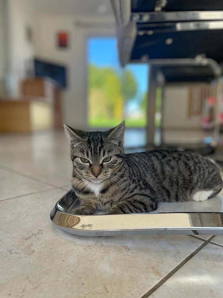 Tigresse a rejoint le concours — aidez-le/la à gagner de superbes lots ! carnivore, cat, claw, domestic_short_haired_cat, felidae, flooring, fur, metal, paw, road_surface, sitting, small_to_medium_sized_cats, snout, tail, terrestrial_animal, tree, whiskers, wood