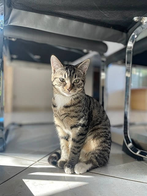 Tigresse participe au concours pour gagner de l'argent avec cette photo : carnivore, cat, domestic_short_haired_cat, felidae, fur, paw, sitting, small_to_medium_sized_cats, snout, tail, terrestrial_animal, whiskers, wildlife