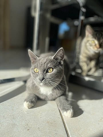 Tao participe au concours pour gagner de l'argent avec cette photo : carnivore, cat, cat_furniture, cat_toy, curious, domestic_short_haired_cat, felidae, fur, grey, monochrome, monochrome_photography, paw, sitting, small_to_medium_sized_cats, snout, tail, whiskers, wildlife