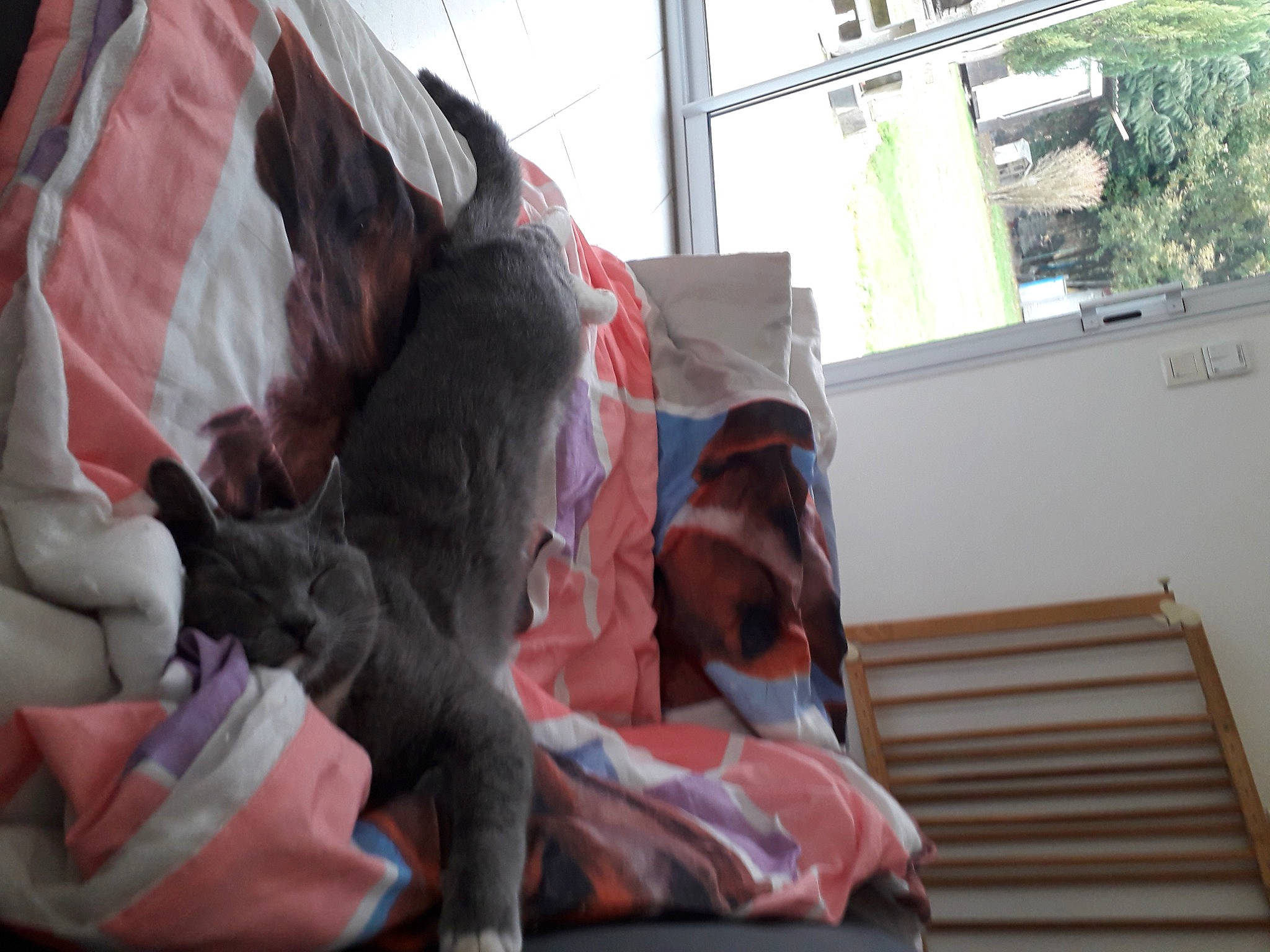 Tao participe au concours pour gagner de l'argent avec cette photo : carmine, carnivore, child, comfort, companion_dog, couch, dog_breed, felidae, fur, guard_dog, leisure, linens, magenta, plant, room, sitting, sporting_group, tree, window, wood