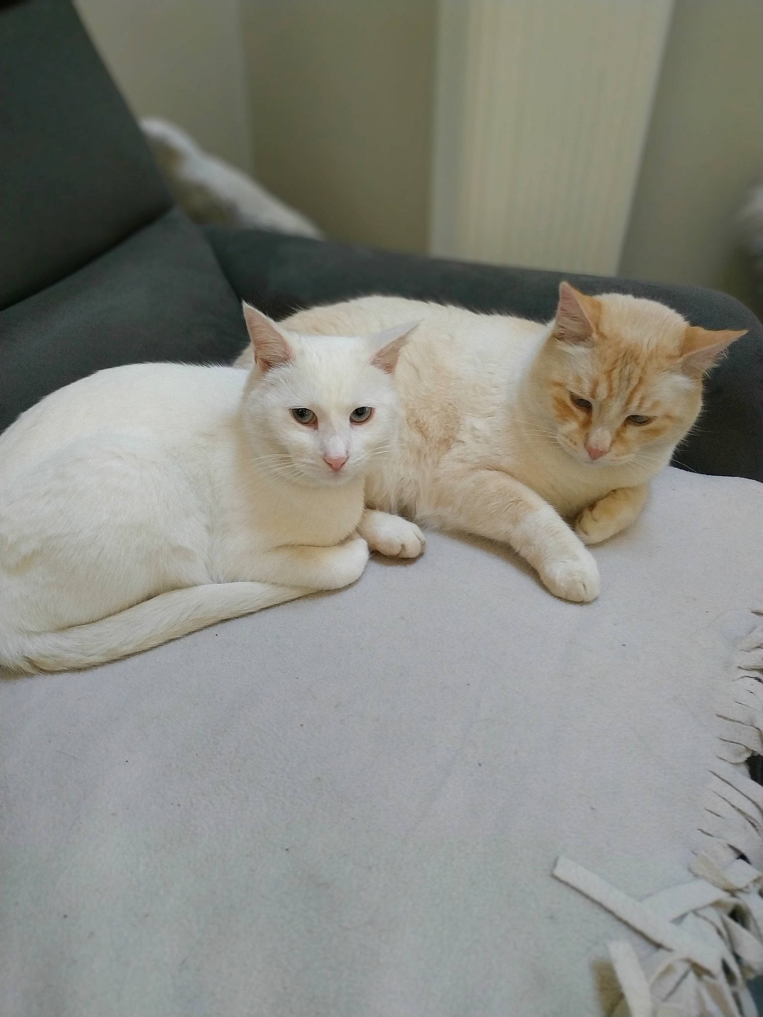Sacha Et Nina participe au concours pour gagner de l'argent avec cette photo : asian, burmilla, carnivore, cat, colorpoint_shorthair, domestic_short_haired_cat, european_shorthair, fawn, felidae, fur, khao_manee, kitten, mammal, small_to_medium_sized_cats, tail, turkish_angora, turkish_van, whiskers