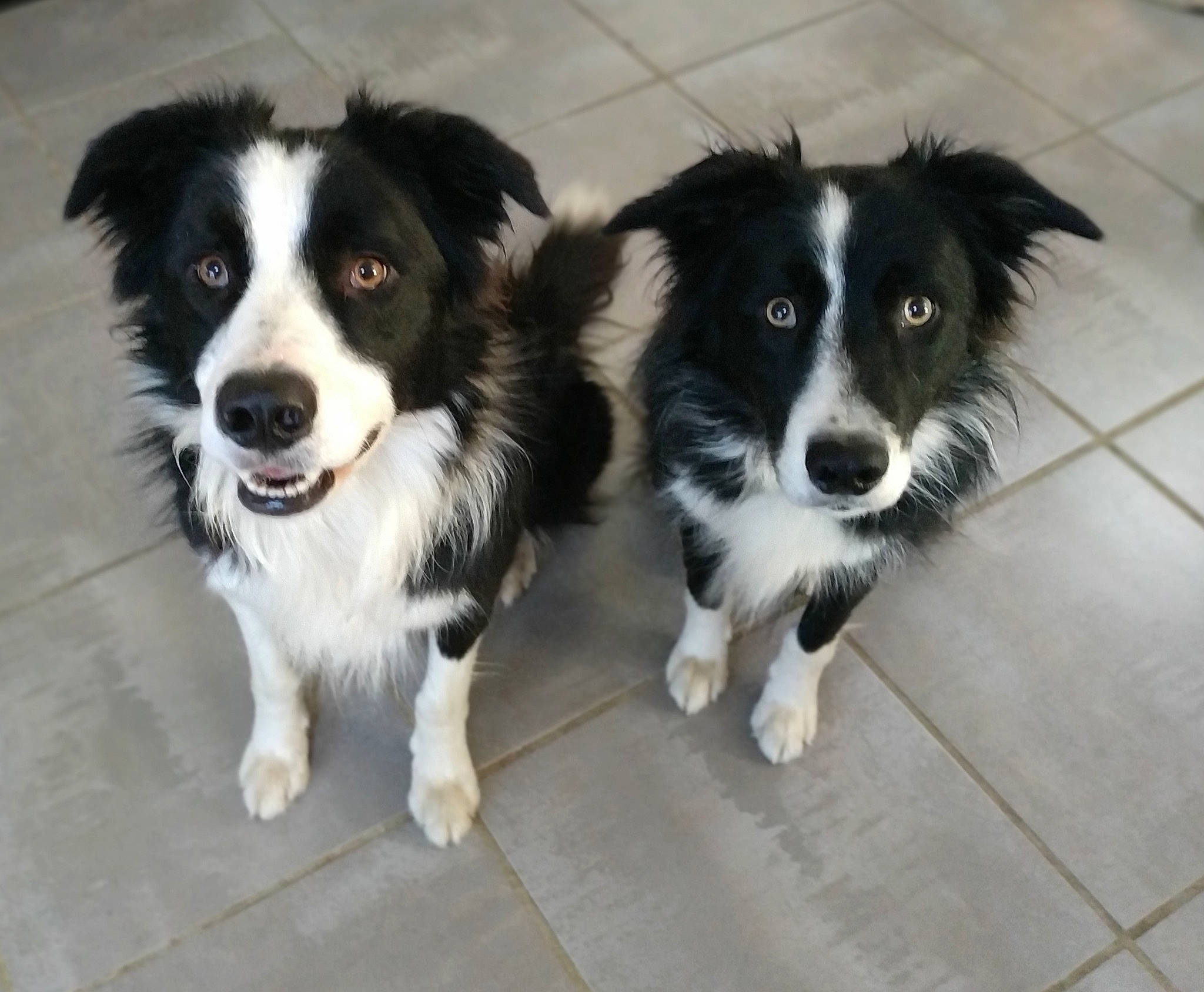 Jack Et Charly a rejoint le concours — aidez-le/la à gagner de superbes lots ! australian_collie, australian_shepherd, border_collie, canidae, carnivore, companion_dog, dog, dog_breed, english_shepherd, herding_dog, mammal, mcnab, miniature_australian_shepherd, rare_breed_dog, snout, sporting_group, stabyhoun, vertebrate, welsh_sheepdog, working_dog