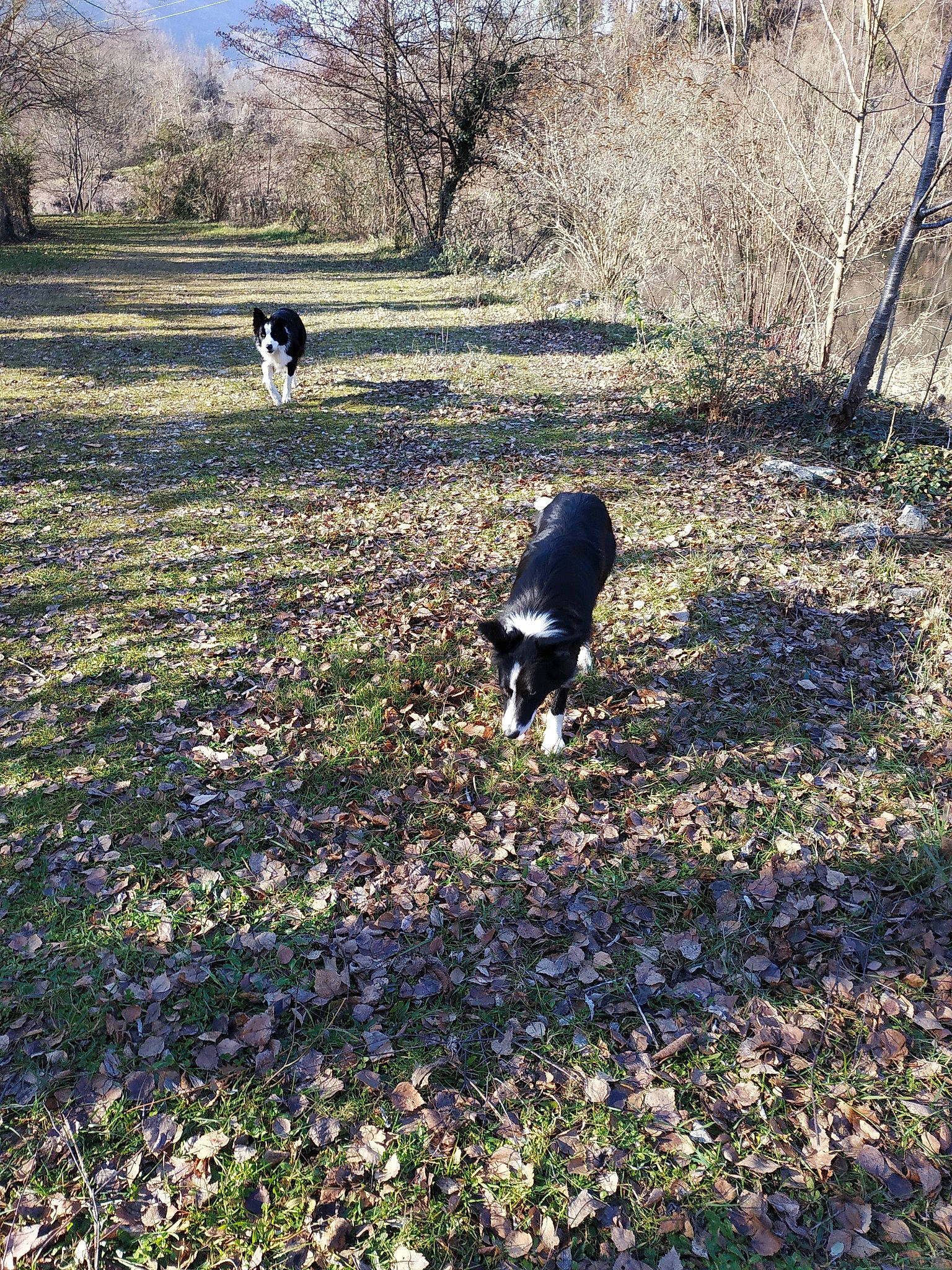 Jack Et Charly participe au concours pour gagner de l'argent avec cette photo : border_collie, canidae, carnivore, dog, dog_breed, grass, leaf, pasture, plant, soil, sporting_group, tree