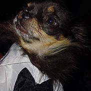 Thoy a rejoint le concours — aidez-le/la à gagner de superbes lots ! animal, black_background, bow_tie, canine, chihuahua, close_up, cute, dog, domestic_animal, dressed_up, expression, face, formal, fur, muzzle, pet, portrait, small_dog, tuxedo, whiskers