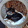 Thoy participe au concours pour gagner de l'argent avec cette photo : animal, basket, black, blanket, calm, chihuahua, cozy, cute, dog, fur, home, indoor, pet, relaxed, resting, seat, small_dog, tan, wooden_furniture, woven