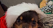 Thoy a rejoint le concours — aidez-le/la à gagner de superbes lots ! black_fur, blanket, brown_fur, christmas, close_up, couch, cozy, cute, dog, face, festive, holiday, holiday_costume, indoor, looking_at_camera, patterned_fabric, pet, santa_hat, small_dog, soft_texture