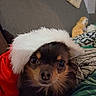 black_fur, blanket, brown_fur, christmas, close_up, couch, cozy, cute, dog, face, festive, holiday, holiday_costume, indoor, looking_at_camera, patterned_fabric, pet, santa_hat, small_dog, soft_texture