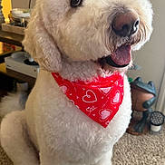 Duke is registered to the contest to win money with this photo: animal, bandana, carpet, companion, cozy, cute, decor, dog, fluffy, fur, happy, heart_pattern, indoor, pet, portrait, red_bandana, sitting, smiling, toy, white_dog