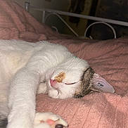 Vanille participe au concours pour gagner de l'argent avec cette photo : animal, bed, cat, closeup, comfortable, cozy, cute, domestic_cat, feline, fur, indoor, paw, peaceful, pet, pink_blanket, relaxation, resting, sleeping, soft, whiskers
