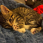 Gina a rejoint le concours — aidez-le/la à gagner de superbes lots ! kitten, cat, tabby, feline, pet, animal, cute, sleeping, blanket, blue, fur, whiskers, paws, cozy, indoor, soft, young, resting, closeup, domestic_cat