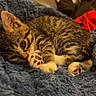 kitten, cat, tabby, feline, pet, animal, cute, sleeping, blanket, blue, fur, whiskers, paws, cozy, indoor, soft, young, resting, closeup, domestic_cat