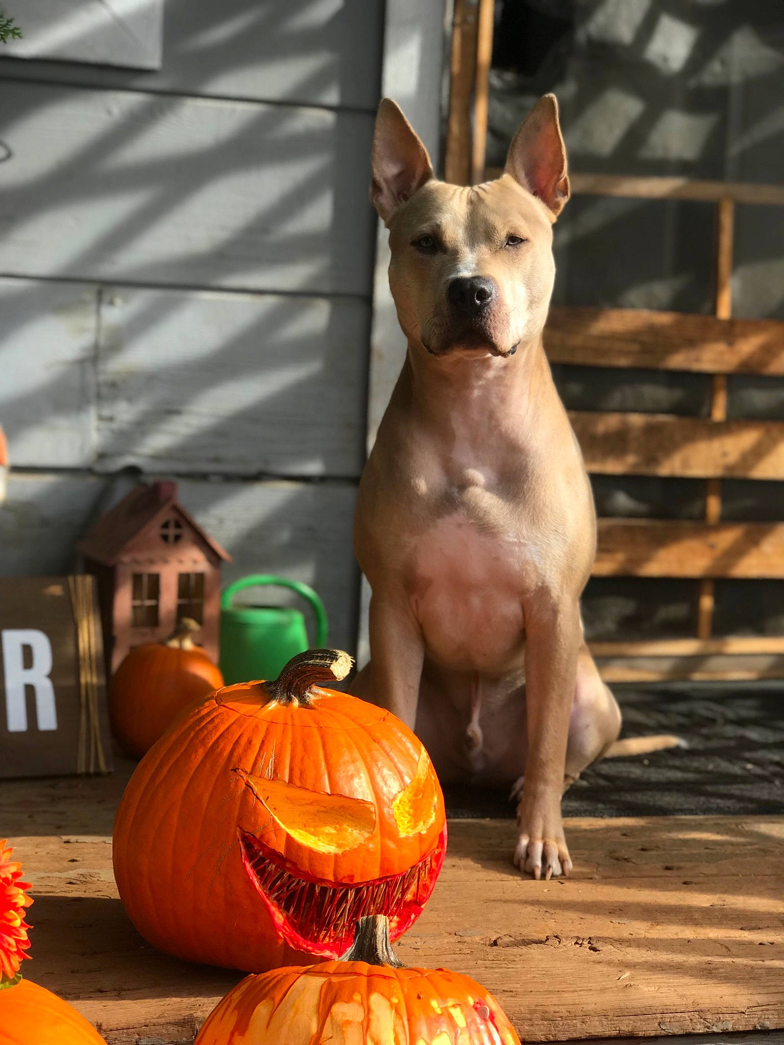 Tyler is registered to the contest to win money with this photo: carnivoran, dog, dog_breed, dog_breed_group, dog_like_mammal, halloween, pumpkin, snout