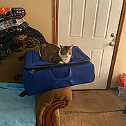 Georgia joined the competition — help win amazing prizes! blanket, carpet, cat, collar, couch, door, doorknob, furniture, home, indoor, living_room, luggage, paws, pet, resting, stacked_blankets, suitcase, tabby_cat, travel, upholstery