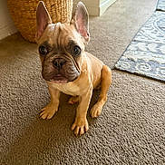 Goldo is registered to the contest to win money with this photo: basket, brown_fur, carpet, cute, dog, ears, french_bulldog, hallway, home, indoors, pet, photography, portrait, puppy, rug, short_snout, sitting, tan_coat, wide_eyes, wrinkled_face