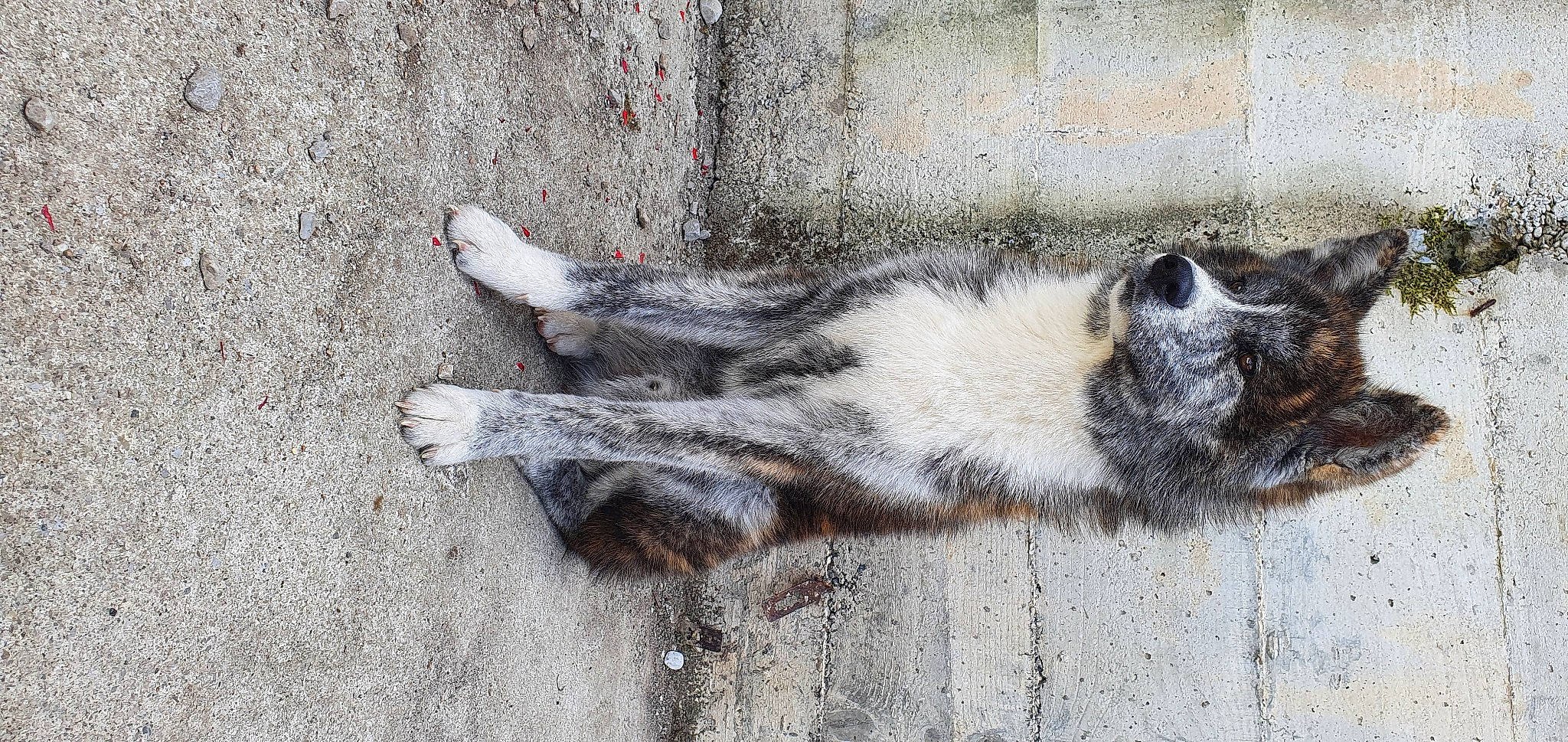 Qoda a rejoint le concours — aidez-le/la à gagner de superbes lots ! canidae, carnivore, cat, claw, european_shorthair, felidae, fur, paw, polydactyl_cat, small_to_medium_sized_cats, snout, street_dog, tail, whiskers