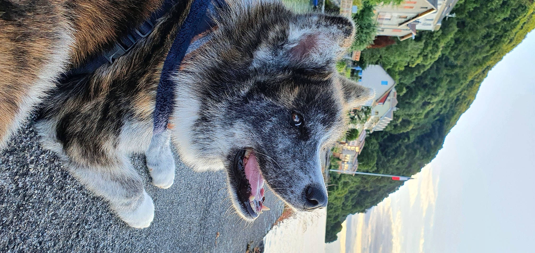 Qoda participe au concours pour gagner de l'argent avec cette photo : canidae, canis, carnivore, dog, dog_breed, mammal, snout