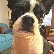 Kimber is registered to the contest to win money with this photo: black_and_white, boston_terrier, ceiling_fan, close_up, couch, curious, dog, ears, eyes, fur, furniture, hand, indoor, lamp, living_room, nose, person, pet, portrait, whiskers