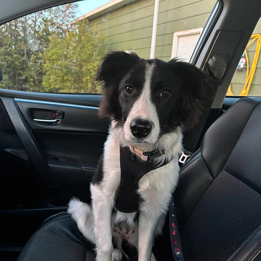 Winnie joined the competition — help win amazing prizes! animal, black_and_white, car, collar, curious, daylight, dog, domestic_animal, green_building, harness, indoor, leather_seat, passenger_seat, pet, portrait, seatbelt, sitting, trees, vehicle, window