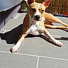 animal, bamboo, canine, companion, daylight, dog, domestic, ears_up, fabric, lounging, outdoor, pattern, pet, relaxed, screen, shadow, sunlight, tan_color, tile_floor, white_color